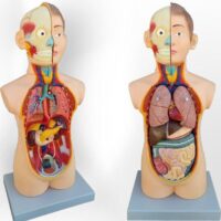 مولاژ آموزشی نیم تنه انسان با برش سر