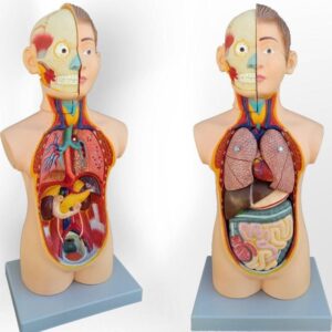 مولاژ آموزشی نیم تنه انسان با برش سر