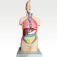 مولاژ نیم تنه انسان مدل ASM02